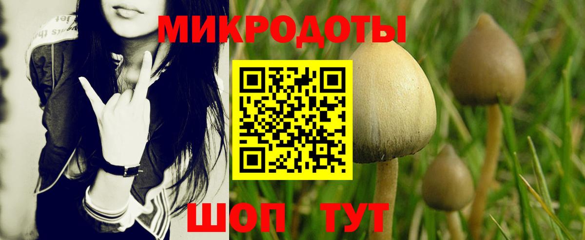 Псилоцибиновые грибы Psilocybe Ессентуки